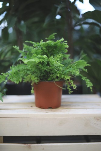 green moment (2).JPG