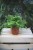green moment (1).JPG