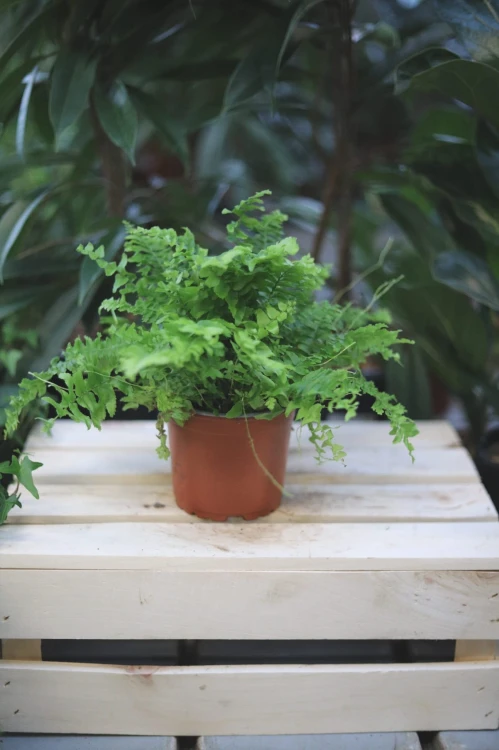 green moment (1).JPG