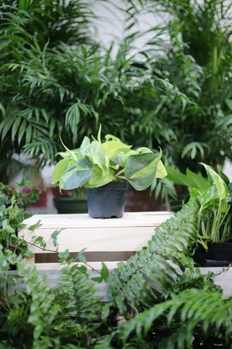 Philodendron scandens Brasil to żywa roślina doniczkowa o sercowatych liściach z zielono-limonkowym wzorem – idealna do domu, biura lub jako roślina wisząca.