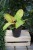Philodendron Prince of Orange (1).JPG
