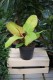 Philodendron Prince of Orange (1).JPG