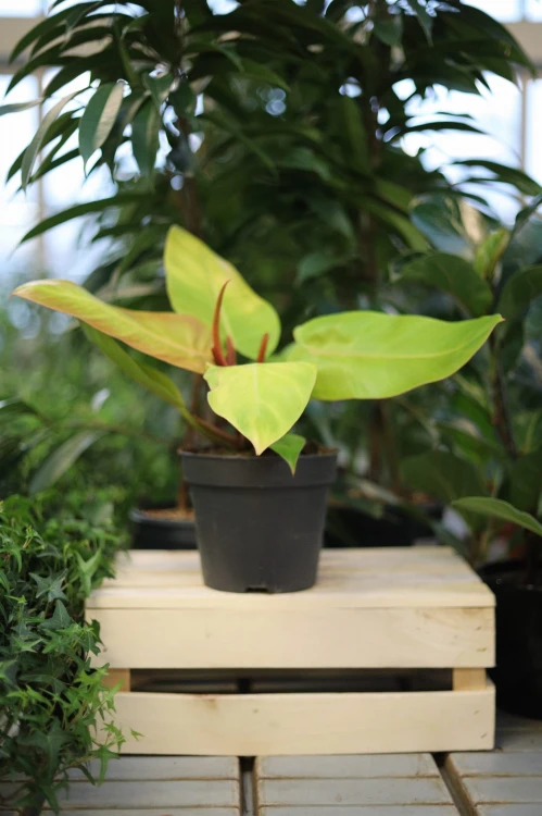 Philodendron Prince of Orange (2).JPG