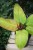 Philodendron Prince of Orange (3).JPG