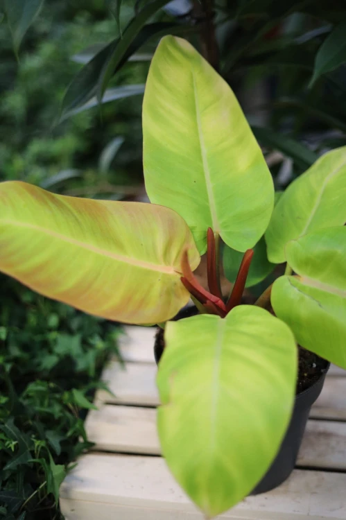Philodendron Prince of Orange (3).JPG