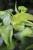 Philodendron scandens Brasil