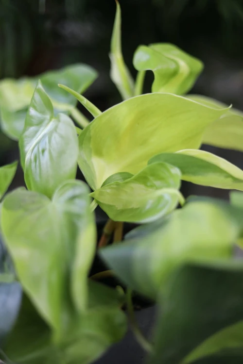 Philodendron scandens Brasil