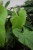 Anthurium Balaoanum zbliżenie