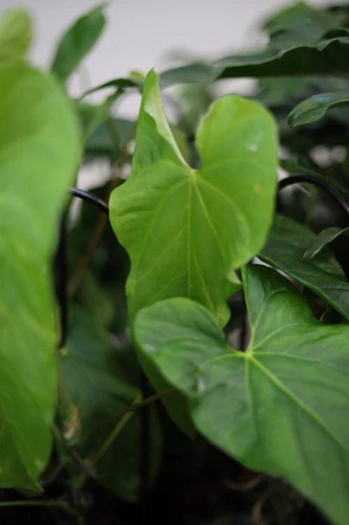 Anthurium Balaoanum zbliżenie