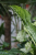 Dieffenbachia Crocodile.png