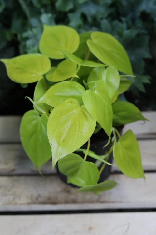 lemon lime (2).JPG