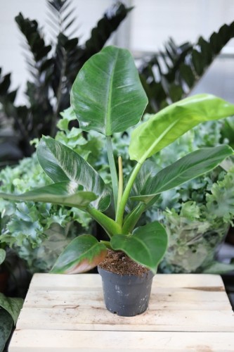 Philodendron Imperial Green to efektowna roślina doniczkowa o dużych, ciemnozielonych liściach, idealna do domu i biura, dodająca wnętrzom elegancji.