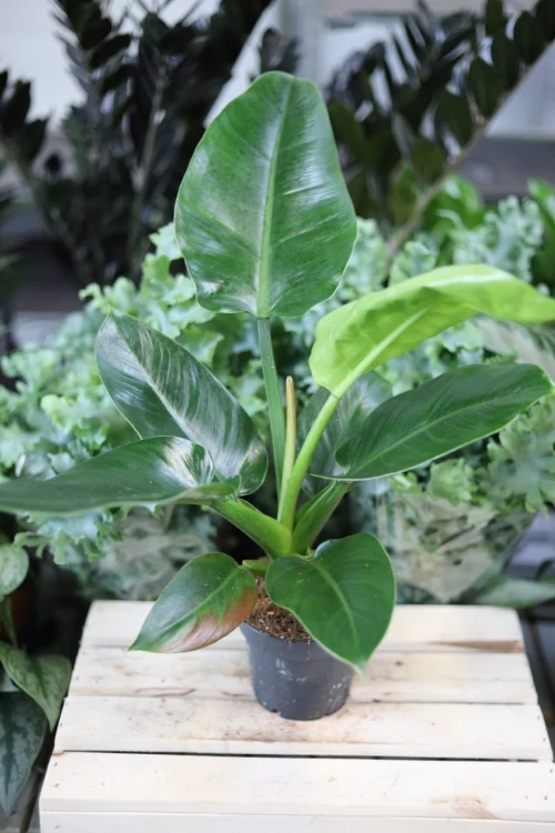 Philodendron Imperial Green