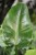 Philodendron