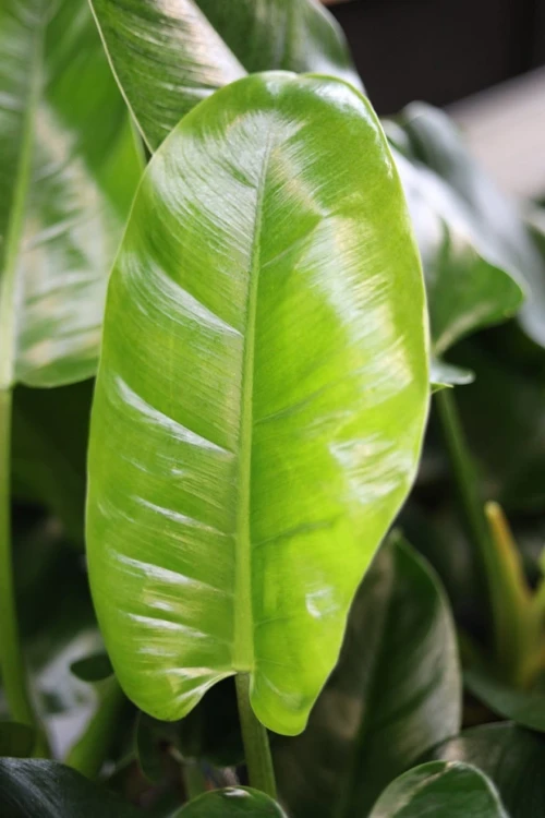 Filodendron