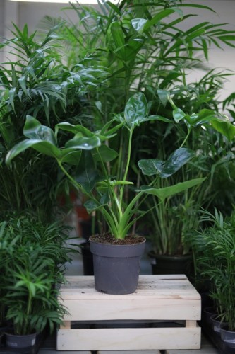 Philodendron Fun Bun (Filodendron) XL (1).JPG