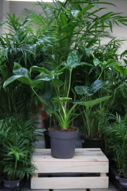 Philodendron Fun Bun (Filodendron) XL (1).JPG