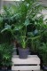 Philodendron Fun Bun (Filodendron) XL (1).JPG