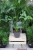 Philodendron Fun Bun (Filodendron) XL (2).JPG