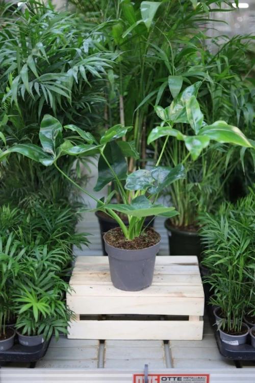 Philodendron Fun Bun (Filodendron) XL (2).JPG