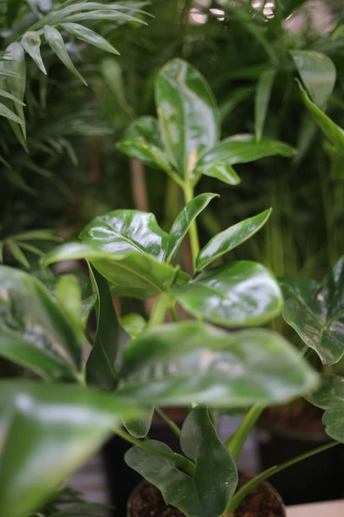 Philodendron Fun Bun (Filodendron) XL (3).JPG
