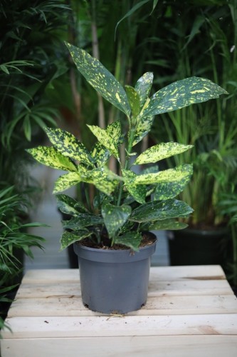 Aucuba japonica ‘Variegata’ (Aukuba japońska) (1).JPG