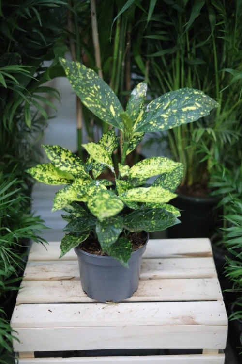 Aucuba japonica ‘Variegata’ (Aukuba japońska) (2).JPG