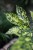 Aucuba japonica ‘Variegata’ (Aukuba japońska) (3).JPG