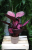 Calathea Roseopicta Crimson