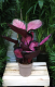 Calathea Roseopicta Crimson
