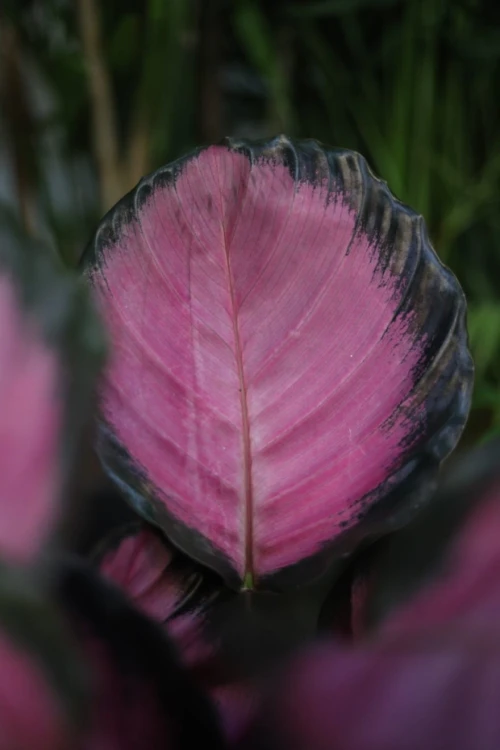 Calathea-Roseopicta-Crimson-Kalatea