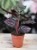 calathea roseopicta dottie.JPG