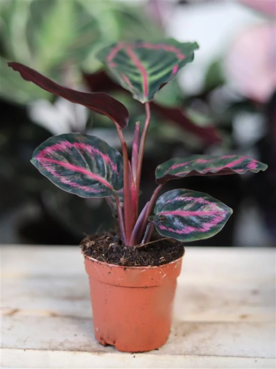 calathea roseopicta dottie.JPG