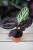 calathea dottie.JPG