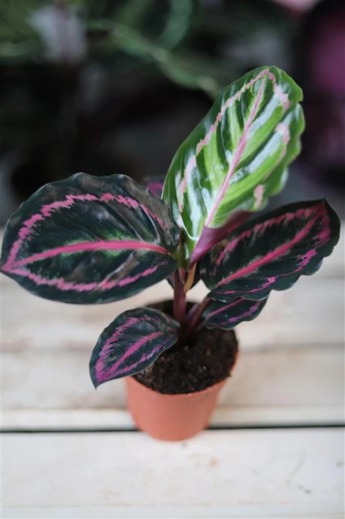 calathea dottie.JPG