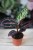 calathea rozowokropkowana dottie.JPG