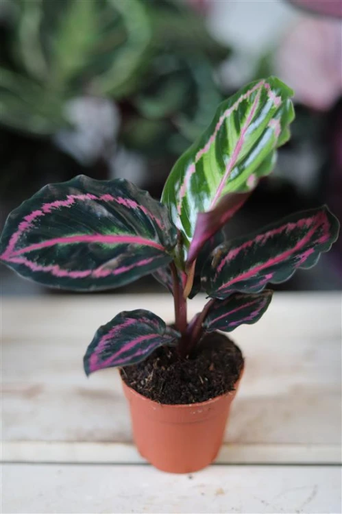 calathea rozowokropkowana dottie.JPG