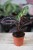 kalatea roseopicta dottie.JPG