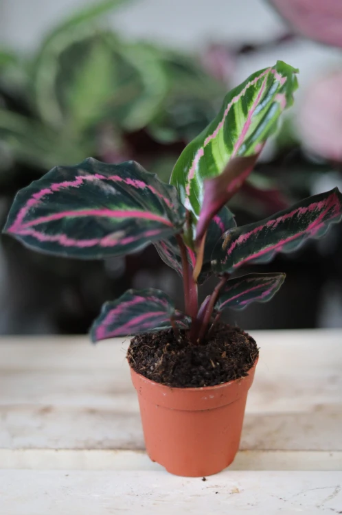kalatea roseopicta dottie.JPG