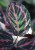 calathea dottie lisc.JPG