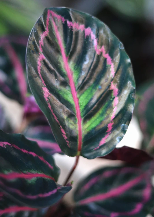 calathea dottie lisc.JPG