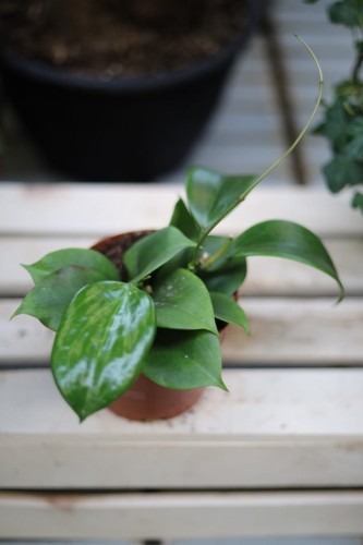 Hoya quinquenervia – efektowna roślina pnąca o mięsistych, zielonych liściach z charakterystycznymi wyraźnymi nerwami. Idealna do wiszących donic i nowoczesnych wnętrz.