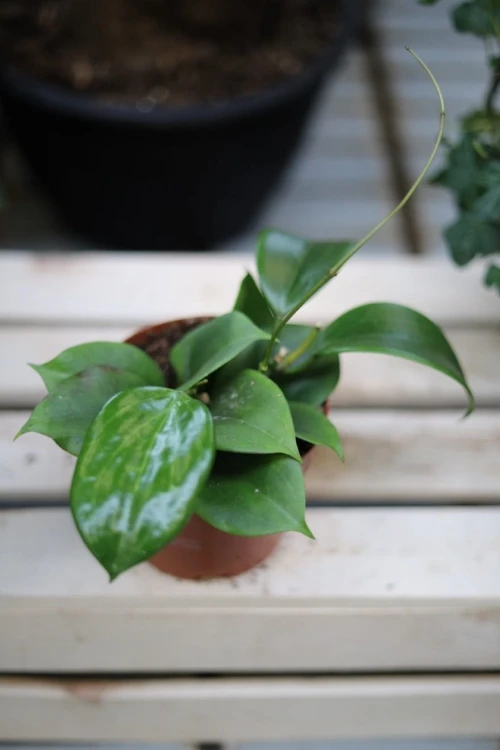 Hoya quinquenervia – efektowna roślina pnąca o mięsistych, zielonych liściach z charakterystycznymi wyraźnymi nerwami. Idealna do wiszących donic i nowoczesnych wnętrz.