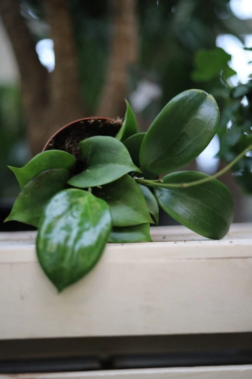 Hoya quinquenervia (Hoja)