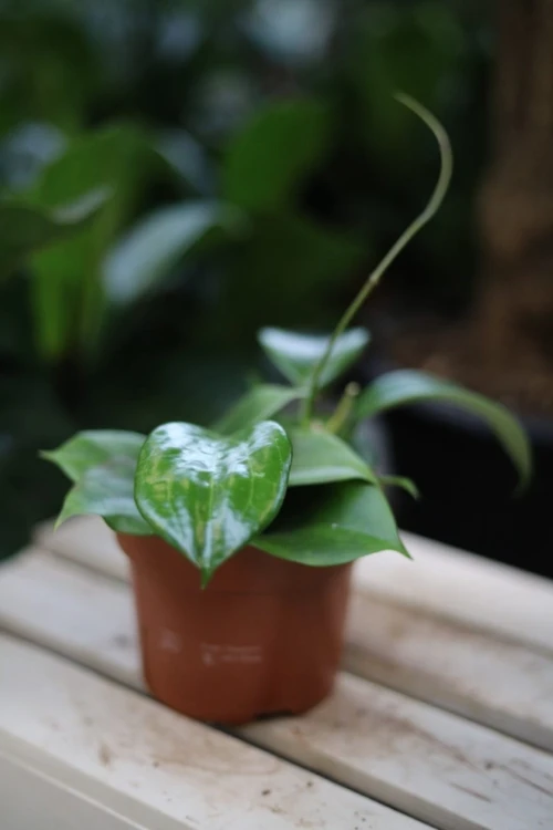Hoya quinquenervia w aranżacji wnętrza – tropikalna roślina doniczkowa, która wprowadza do przestrzeni świeżość, naturalny akcent i egzotyczny charakter.