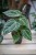 Anthurium Crystallinum (Anturium) (1).JPG