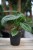 Anthurium Crystallinum (Anturium) (2).JPG