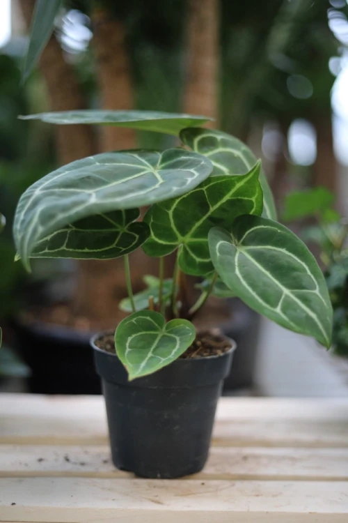 Anthurium Crystallinum (Anturium) (2).JPG