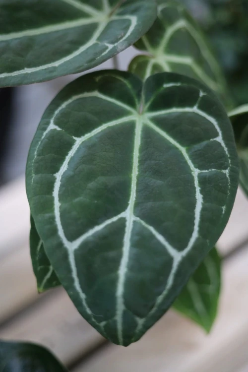 Anthurium Crystallinum (Anturium) (3).JPG