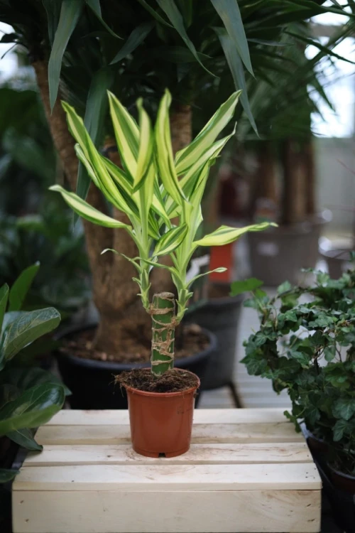 Dracaena fragrans Yellow Coast (Dracena Wonna) (1).JPG